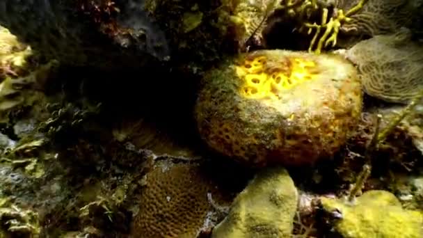 Obyvatelé korálových útesů v podmořském Karibském moři. — Stock video