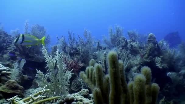 Море в подводном Карибском море . — стоковое видео