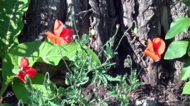 Ortodoks Kilisesi Kutsal Üçlü Katedrali.