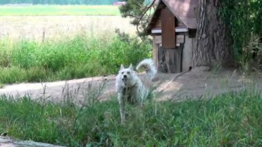 Rusya yeni Şehitler manastırda Romanov'un ölümü mekan.