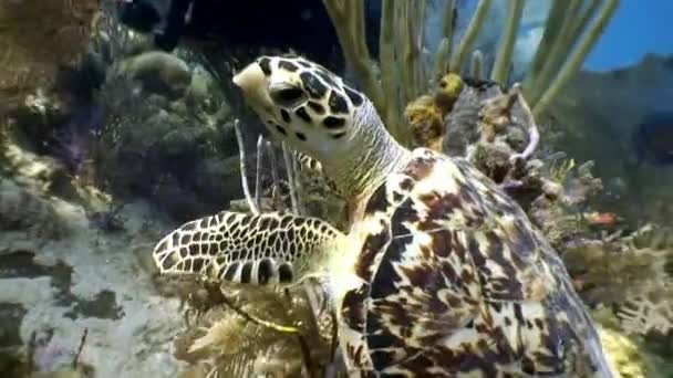 在古巴，海龟在水底人的包围下一起游泳. — 图库视频影像