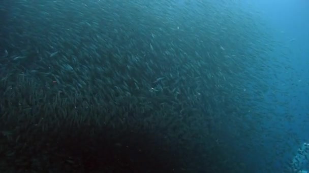 Ruch jednej szkoły ryb kształtuje się pod wodą. — Wideo stockowe