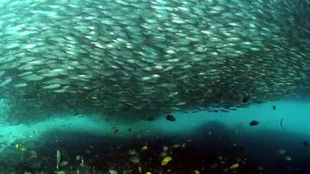 Riesige Fischschwärme unter Wasser. — Stockvideo