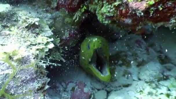 Morena atlántica peces bajo el agua del océano . — Vídeo de stock