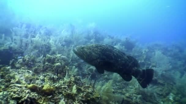 Agrupador no fundo do mar no Mar das Caraíbas subaquático . — Vídeo de Stock