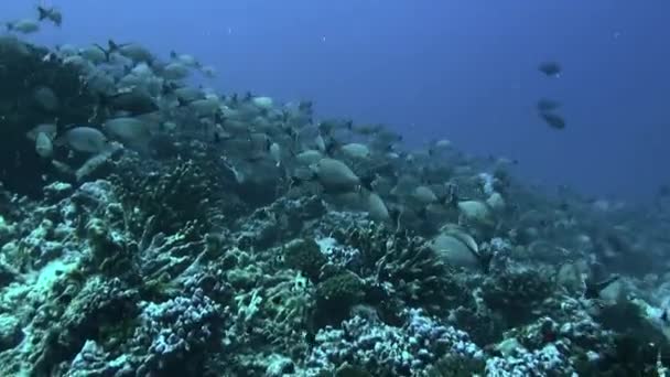 Escola de peixes em subaquático na Polinésia Francesa . — Vídeo de Stock