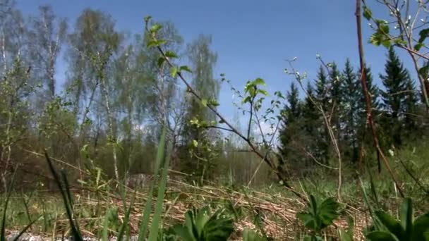 Muži ve vojenských uniformách na pozadí exploze z ručního granátu. — Stock video