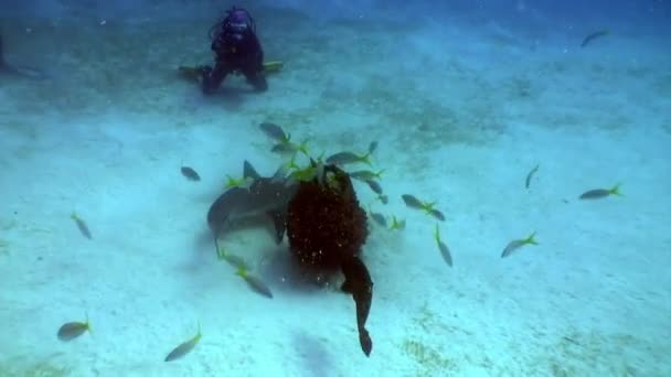 Dykning med hajar under vattnet landskap Karibiska havet. — Stockvideo