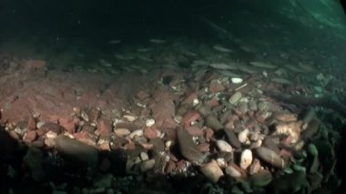 Rusya'da Sibirya Lena Nehri'nin su altında alabalık balık sürüsü.