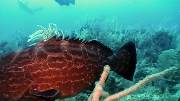 Grouper ryb w pobliżu ludzi nurek w podwodnym Morzu Karaibskim. — Wideo stockowe