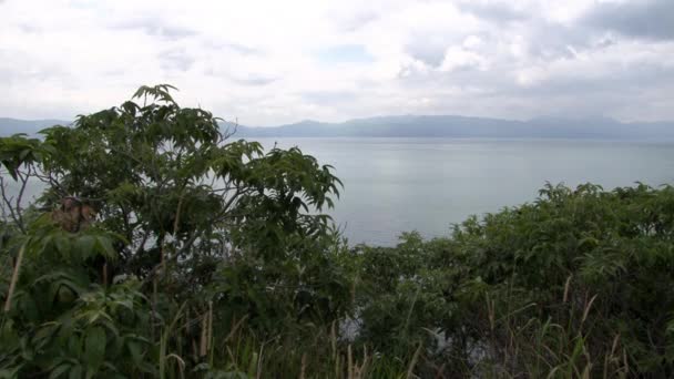 Piante sulla costa del lago di Fuxian nella provincia dello Yunnan Cina . — Video Stock