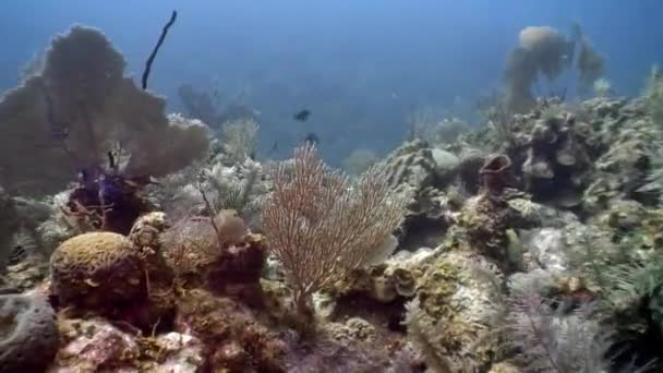 Zeebewoners van koraalrif in onderwater Caribische Zee. — Stockvideo