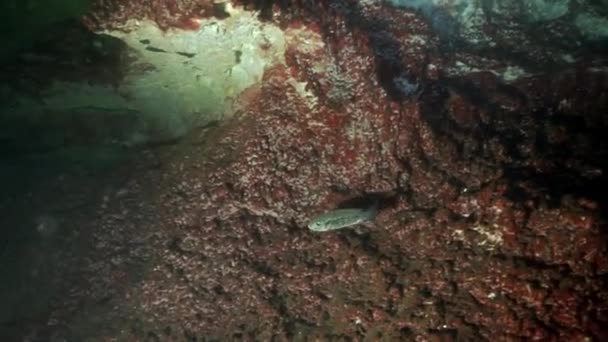 Plongée dans les grottes sous-marines du Yucatan Mexique cénotes. — Video