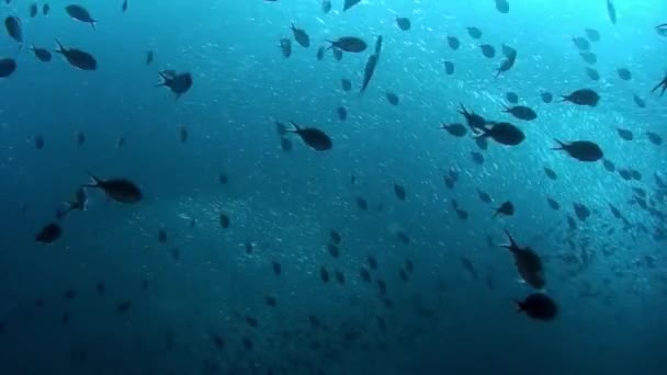 Filipinler 'in sualtı okyanusunda beyazlar ve gümüşi balıklar okulu. — Stok video