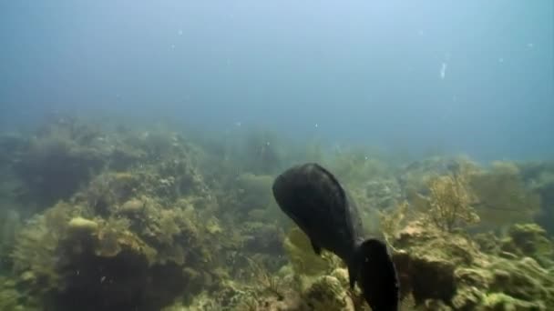 加勒比海海底的大西洋巨型石斑鱼. — 图库视频影像