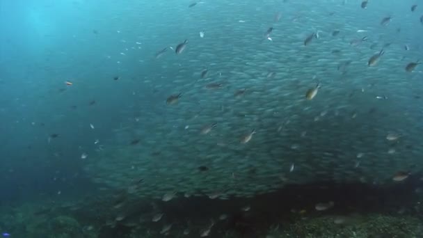 Schwarmverhalten von Fischen und Unterwassertieren. — Stockvideo