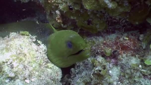 Atlantic moray eel fish underwater of ocean. — Stock Video