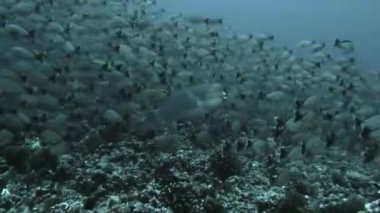 Bir balık sürüsü ve sualtı okyanusu dalgıcı..