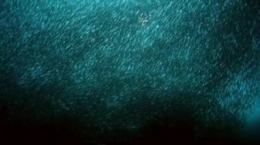 Bir balık sürüsünün hareket şekli su altında şekilleniyor.