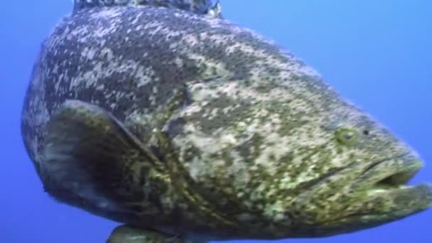 近视的大西洋巨型海底石斑鱼. — 图库视频影像