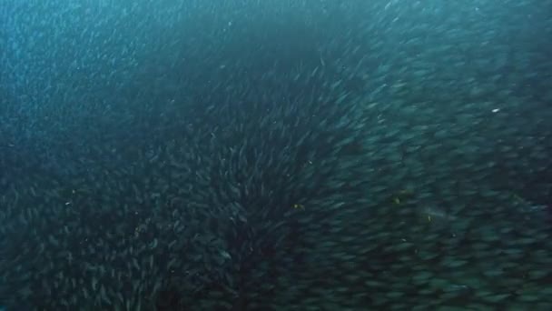 Comportamiento escolar de los peces y la fauna submarina . — Vídeo de stock
