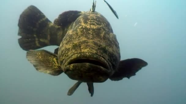 近视的大西洋巨型海底石斑鱼. — 图库视频影像