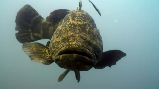 Close-up Atlantische reuzentandbaars onderwater van de oceaan. — Stockvideo