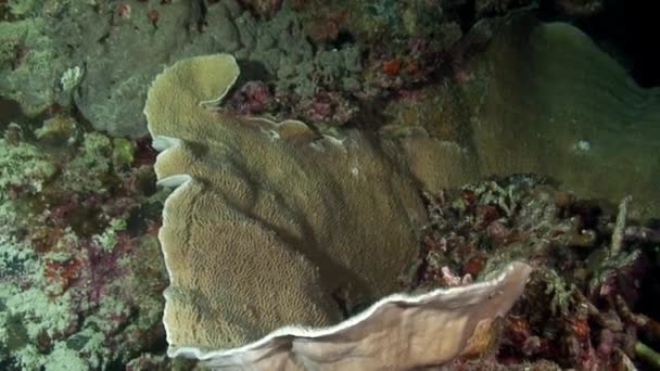 Unterwasser rosa und weiße Korallengorgonarien auf dem Meeresboden des philippinischen Meeres. — Stockvideo