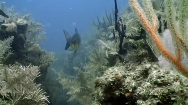 Морские жители кораллового рифа в подводном Карибском море. — стоковое видео