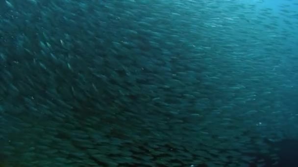 Movimiento de una escuela de formas de peces forma bajo el agua . — Vídeos de Stock