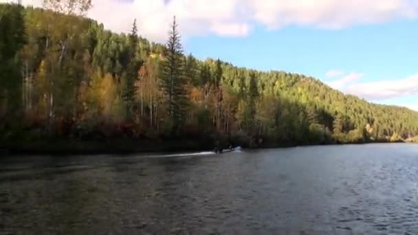 Los árboles en la orilla del río Lena en la taiga deshabitada de Siberia Rusia . — Vídeo de stock