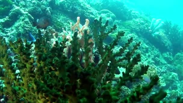 Undervattensgrön tropisk korall Gorgonaria på havsbotten av Filippinska havet. — Stockvideo