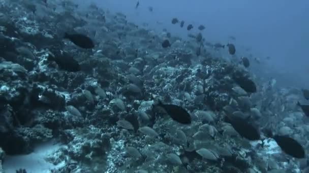 Štíhlá řada ryb jednoho druhu a potápěče v podmořském oceánu. — Stock video