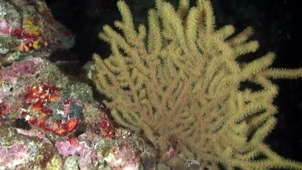 Underwater pink and white coral Gorgonaria on seabed of Philippine Sea. — Stock Video