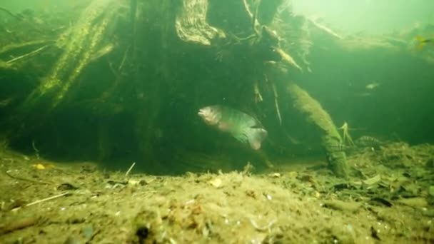 멕시코의 유카탄반도에 있는 수중 동굴에서 잠수하는 동굴. — 비디오