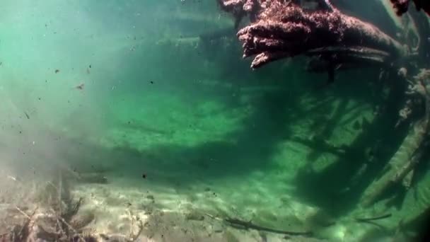 Logs underwater in sunlight in water of Lena River in Siberia of Russia. — Stock Video