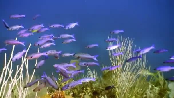 Schwarm tropischer Fische vor dem Hintergrund der Unterwasserlandschaft Karibik. — Stockvideo