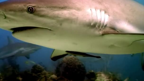 Close-up tubarões recifes cinzentos perto de mergulhadores paisagem subaquática Mar do Caribe . — Vídeo de Stock