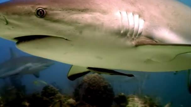 Gros plan requins de récif gris près de plongeurs paysage sous-marin Mer des Caraïbes . — Video