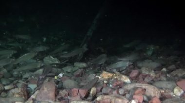 Rusya'da Sibirya Lena Nehri'nin su altında alabalık balık sürüsü.