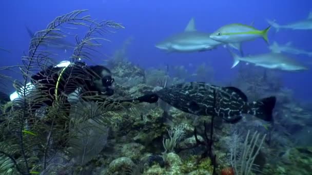 Tiburones y mero gigante atlántico cerca de la gente bajo el agua en el Mar Caribe . — Vídeos de Stock
