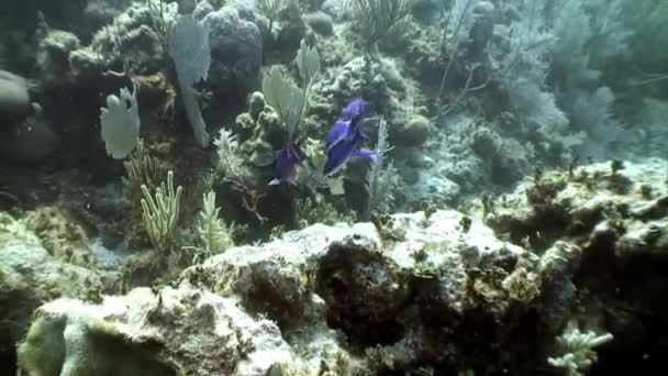 Морские жители кораллового рифа в подводном Карибском море. — стоковое видео