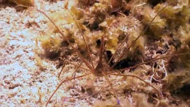 Habitantes marinos del arrecife de coral en el mar Caribe submarino. — Vídeos de Stock