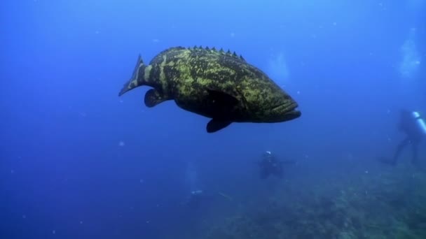 Jätte wrasse fisk kamouflage färg undervattens landskap Karibiska havet. — Stockvideo