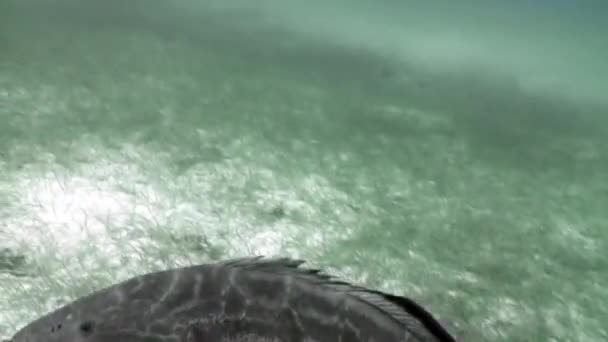 Акулы и атлантический гигантский окунь вблизи людей под водой в Карибском море . — стоковое видео