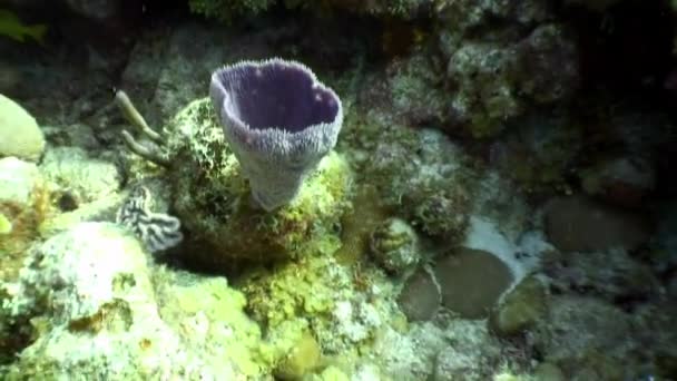 Морские жители кораллового рифа в подводном Карибском море. — стоковое видео