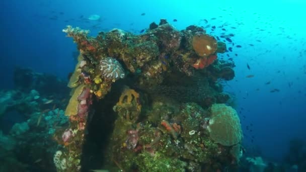 School of fish on sunken ship wreck in underwater world of Truk Islands. — Stock Video