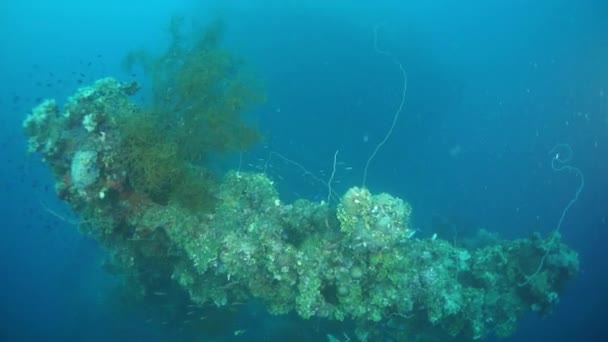 Karang dan kehidupan laut di bangkai kapal di bawah laut Samudera Pasifik di Kepulauan Chuuk . — Stok Video