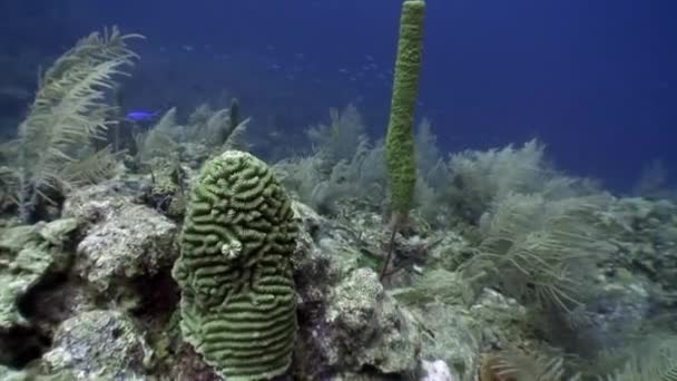 Dno morskie w podwodnym Morzu Karaibskim. — Wideo stockowe