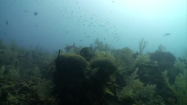Groepering op zeebodem in onderwater Caribische Zee. — Stockvideo
